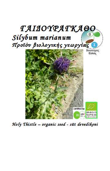 Milk thistle, Silybum marianum   (organic seed)