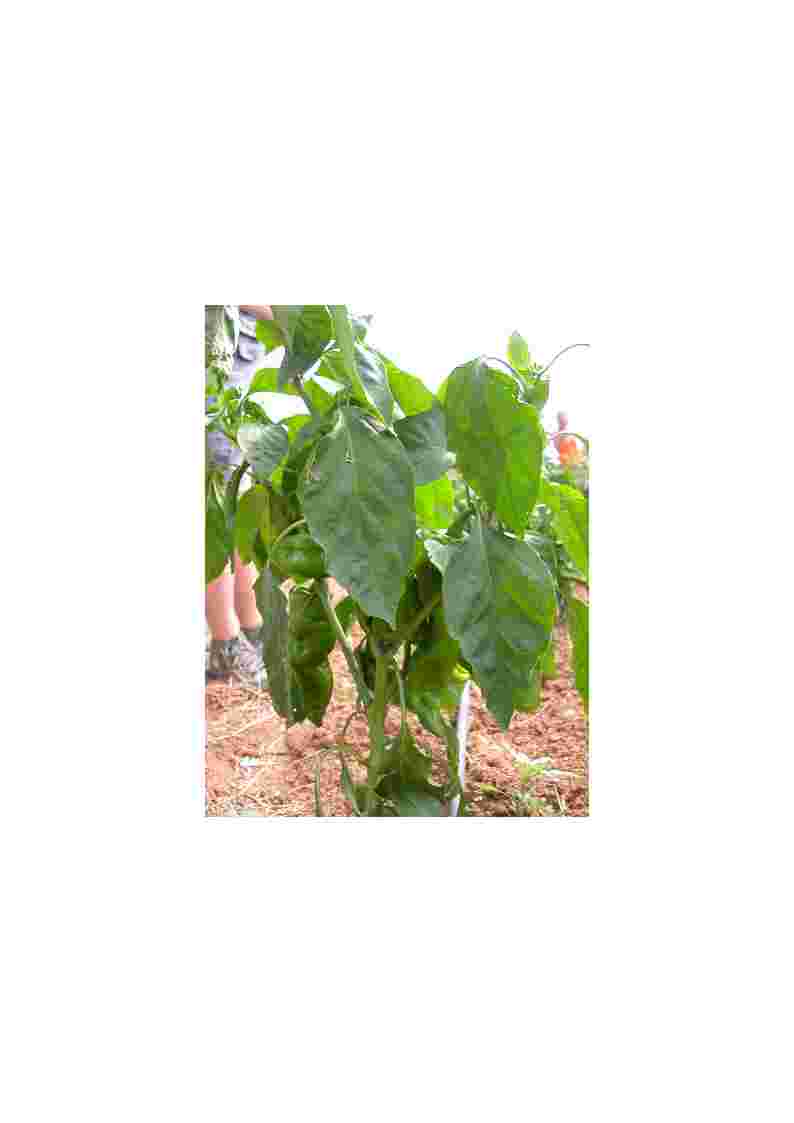 peperone Corno di Toro Rosso (semente biologica)