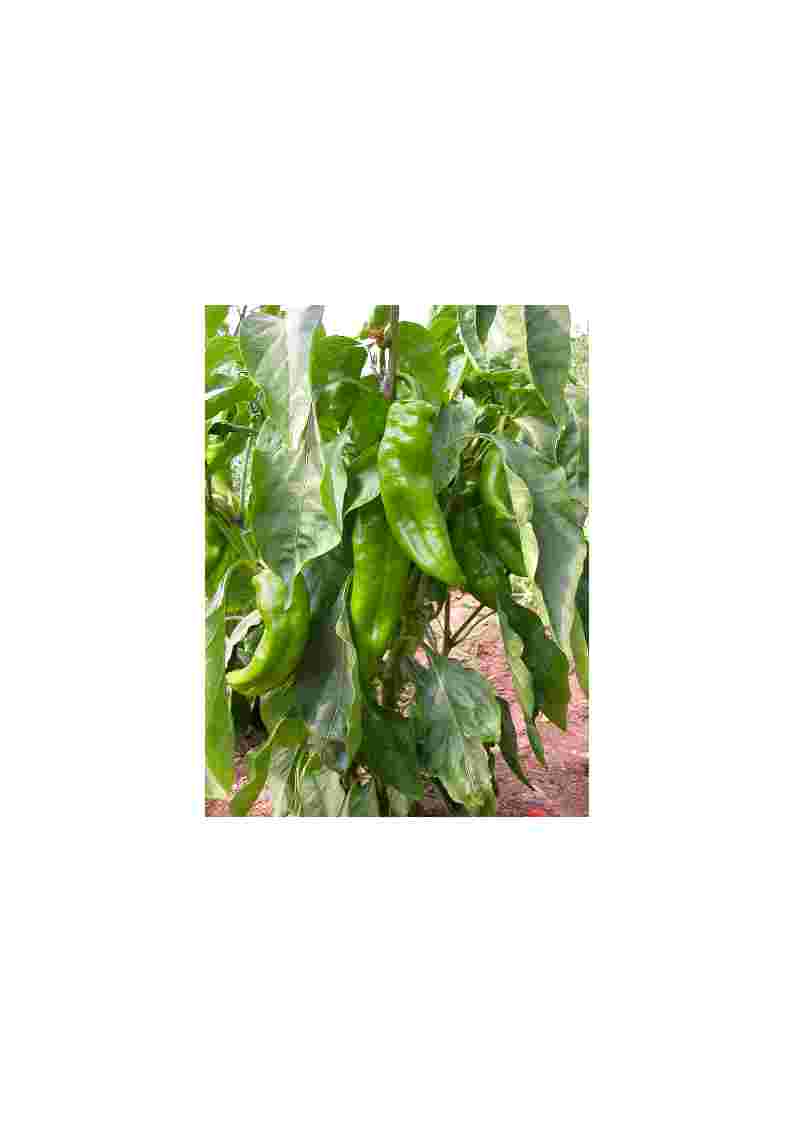 peperone Corno di Toro Rosso (semente biologica)