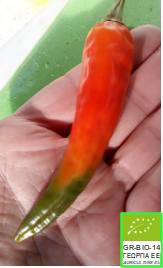 sweet-hot pepper Tequila (organic seed)