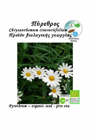 Pirethrum, CHRYSANTHEMUM cinerariifolium  (organic seed)