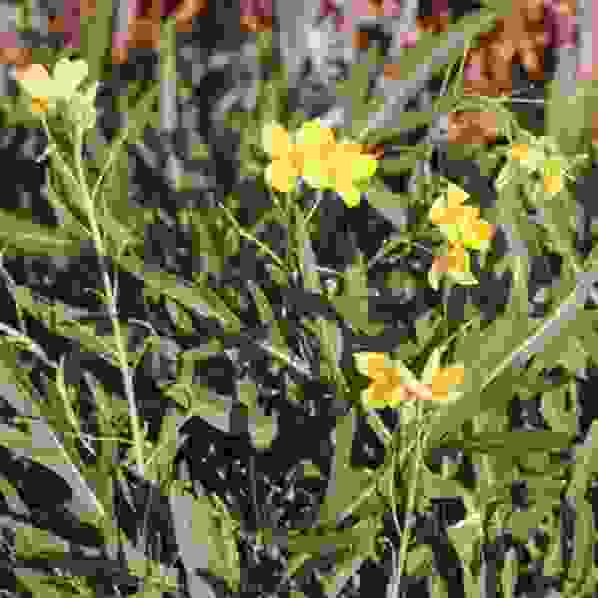 rucola selvatica, Diplotaxis tenuifolia, semente biologica
