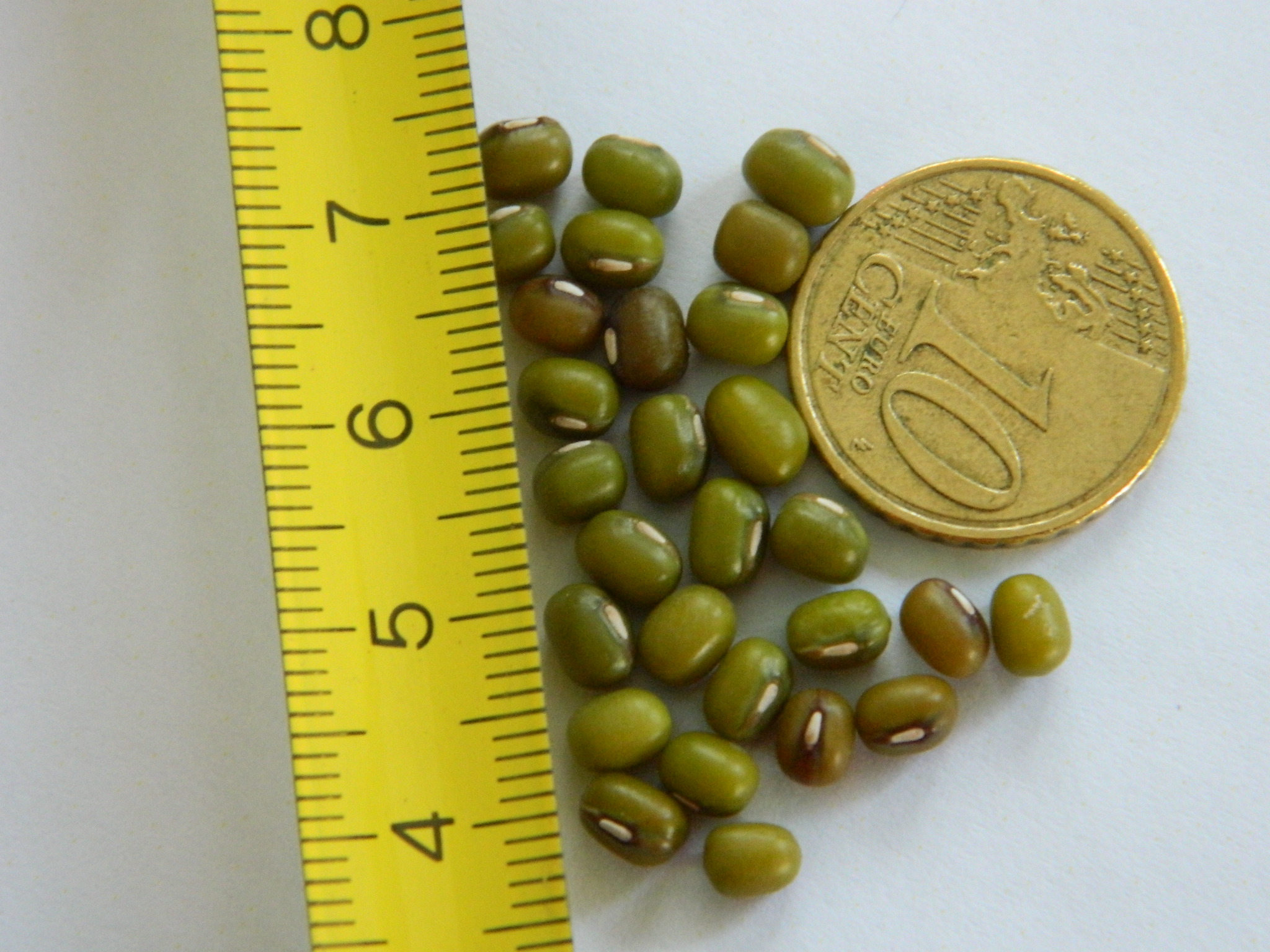 mung bean (organic seed)