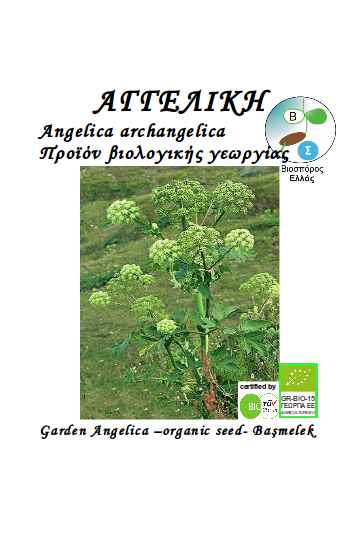ΑΓΓΕΛΙΚΗ, Angelica archangelica , βιολογικός σπόρος