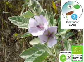 Marshmallow,  Althaea officinalis, organic seed
