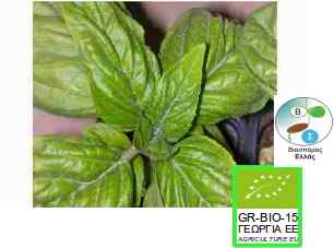 BASIL SWEET, Genovese (Italian kind), Ocimum basilicum, organic