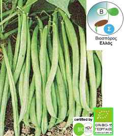 French bean, Cannelino, organic seed