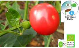 PEPPER, Ciliegia piccante (hot cherry) , organic seed