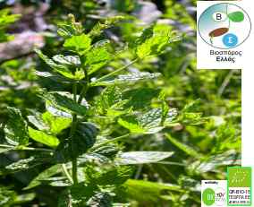 ΔΥΟΣΜΟΣ - Mentha spicata, βιολογικός σπόρος