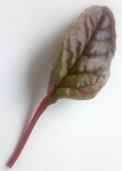 Swiss chard, red, var. Rhubarb chard, organic seed