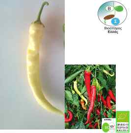 hot pepper Milder Spiral  (organic seed)